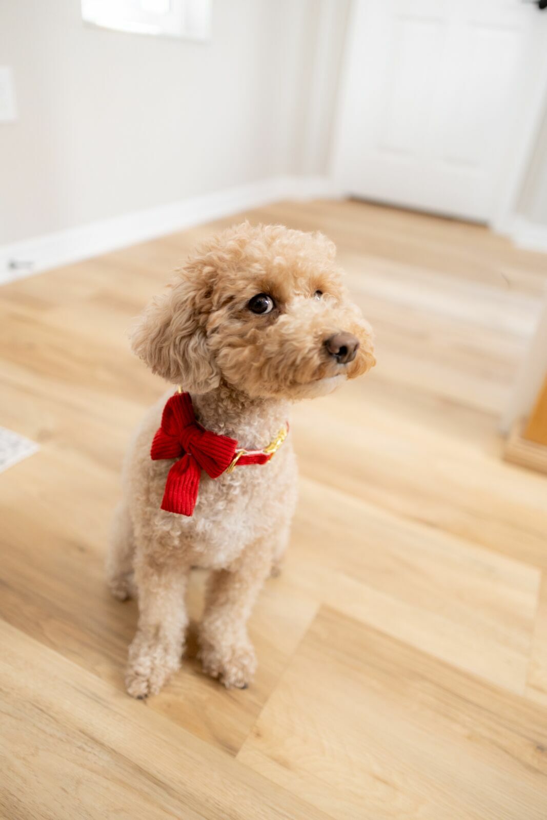 Foto ENSAIO DE FAMÍLIA DE SIMON | VENICE - FLÓRIDA - ESTADOS UNIDOS - Imagem 18